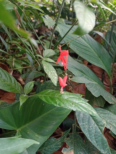 Image of Ruellia macrophylla by (c) Martha Lucia Ortiz-Moreno, some rights reserved (CC BY)