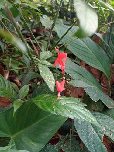 Image of Ruellia macrophylla by (c) Martha Lucia Ortiz-Moreno, some rights reserved (CC BY)