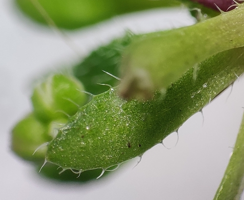 Image of Draba praecox by (c) Thomas Gyselinck, some rights reserved (CC BY)