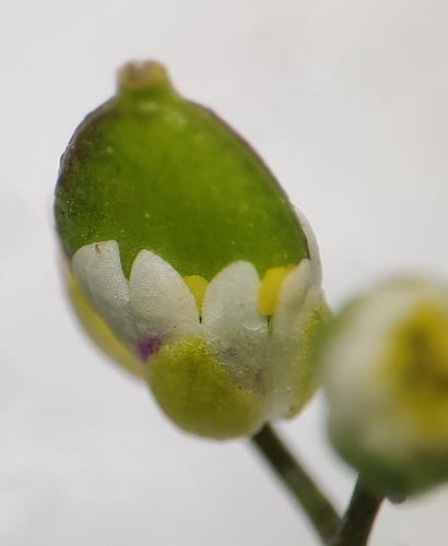 Image of Draba praecox by (c) Thomas Gyselinck, some rights reserved (CC BY)