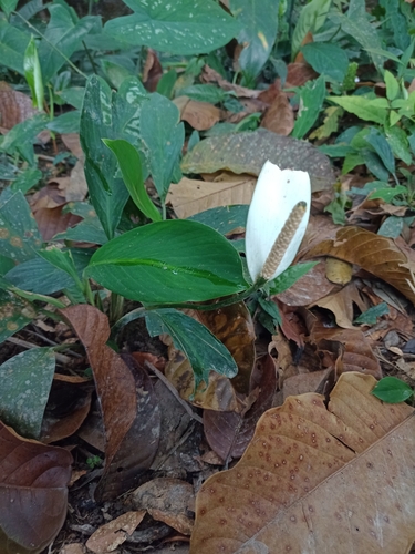 Image of Spathiphyllum cannifolium by (c) Martha Lucia Ortiz-Moreno, some rights reserved (CC BY)