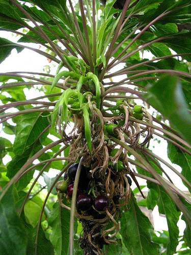 Delissea kauaiensis