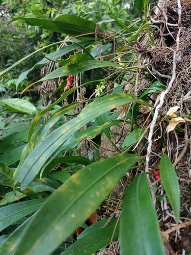 Image of Anthurium gracile by (c) Martha Lucia Ortiz-Moreno, some rights reserved (CC BY)