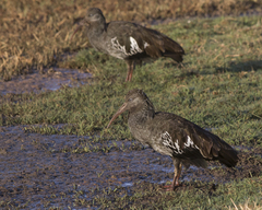 Wattled Ibis photo 2