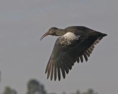 Wattled Ibis photo 3