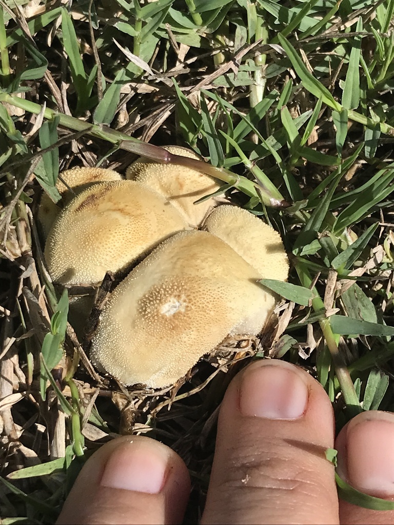 Lycoperdon pratense · March 2023 · photo: © tutitah (iNaturalist, cc0)