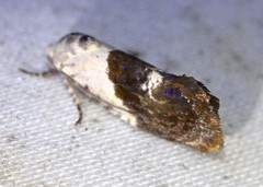 Hypertropha chlaenota