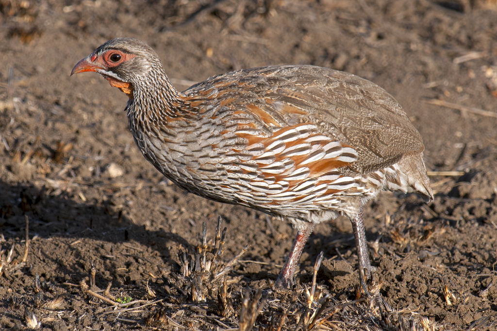 Gray-breasted Spurfowl photo