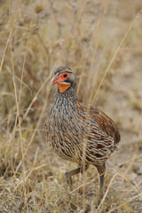 Grey-Breasted Spurfowl photo 2