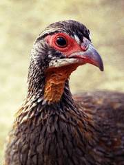 Grey-Breasted Spurfowl photo 3