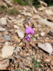 Desmodium batocaulon