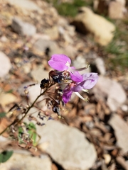 Desmodium batocaulon