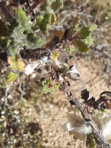 Image of Forsskaolea candida by no rights reserved