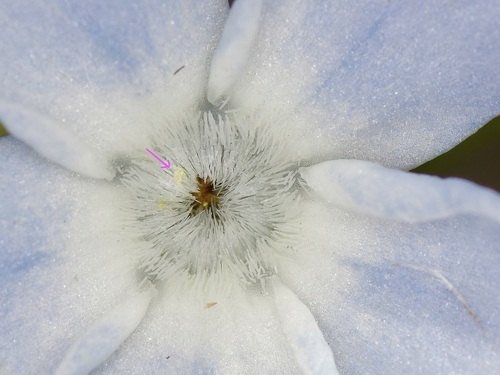 Amsonia ciliata