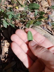 Desmodium batocaulon