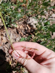 Desmodium batocaulon