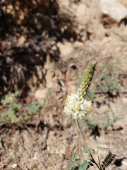 Dalea albiflora