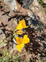 Brachystigma wrightii