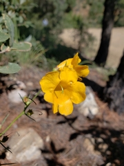 Brachystigma wrightii