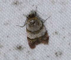 Elaphromorpha axierasta