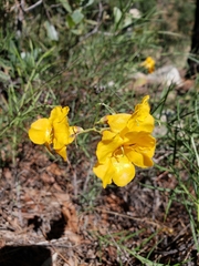 Brachystigma wrightii