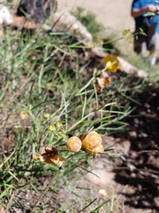 Brachystigma wrightii