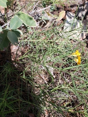 Brachystigma wrightii