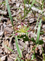 Trifolium pinetorum
