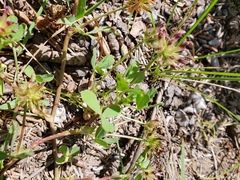 Trifolium pinetorum