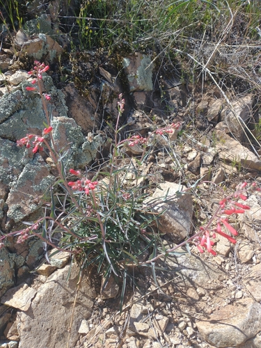 Image of Penstemon subulatus by no rights reserved