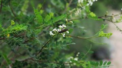 Sphaenothecus bilineatus