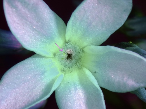Amsonia ciliata