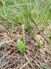 Malaxis macrostachya