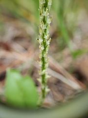 Malaxis macrostachya