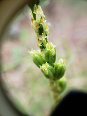 Malaxis macrostachya