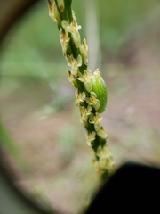 Malaxis macrostachya