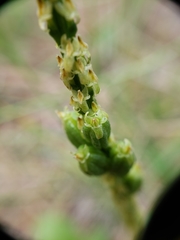 Malaxis macrostachya