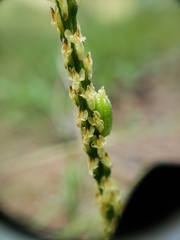 Malaxis macrostachya