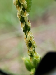 Malaxis macrostachya