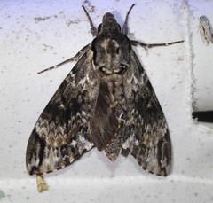 Psilogramma menephron