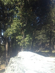 Quercus baloot