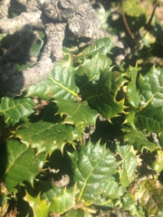 Quercus baloot