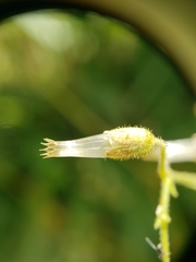 Cerastium holosteoides
