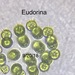 Eudorina elegans - Photo (c) Larry Sherman,  זכויות יוצרים חלקיות (CC BY-NC), הועלה על ידי Larry Sherman