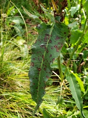 Rumex orthoneurus