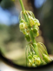 Rumex orthoneurus