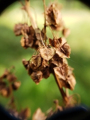 Rumex orthoneurus