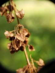 Rumex orthoneurus