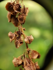 Rumex orthoneurus