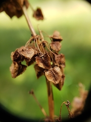 Rumex orthoneurus